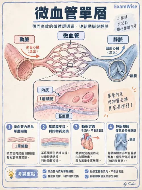 職治 - 心血管、血液與免疫生理 - AI 圖文解析預覽