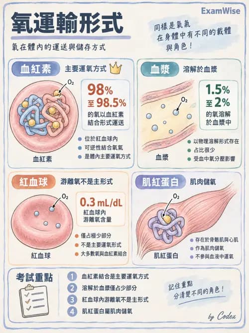 職治 - 呼吸生理 - AI 圖文解析預覽