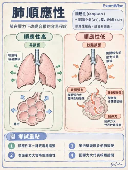 職治 - 呼吸生理 - AI 圖文解析預覽