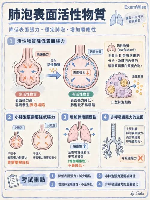 職治 - 呼吸生理 - AI 圖文解析預覽