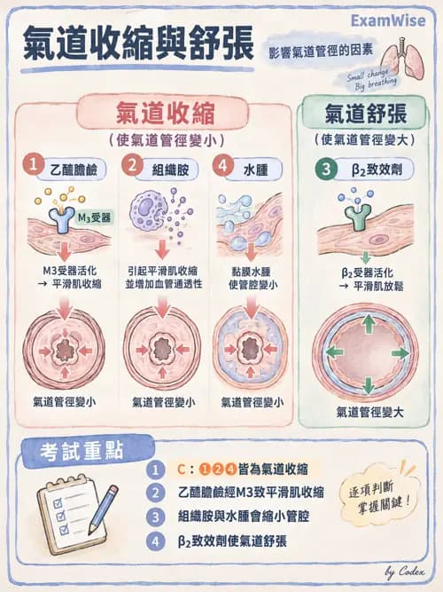職治 - 呼吸生理 - AI 圖文解析預覽