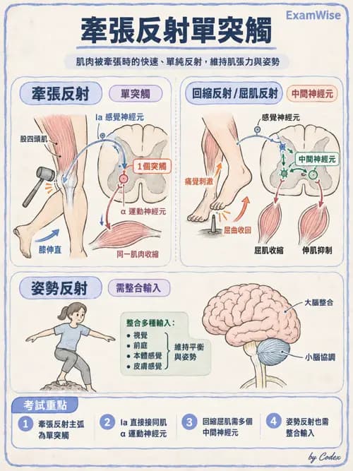 職治 - 神經整合與高級腦功能 - AI 圖文解析預覽