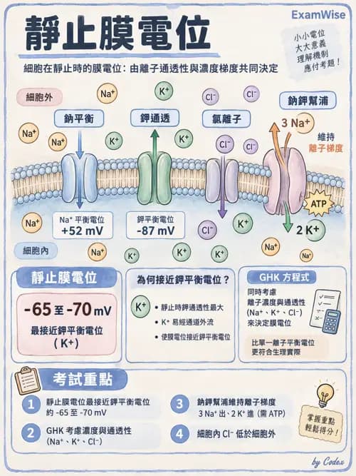 職治 - 細胞與膜生理 - AI 圖文解析預覽