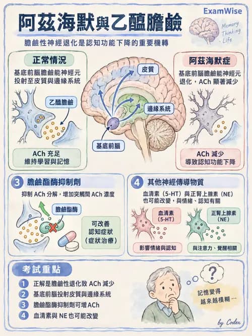 職治 - 神經整合與高級腦功能 - AI 圖文解析預覽