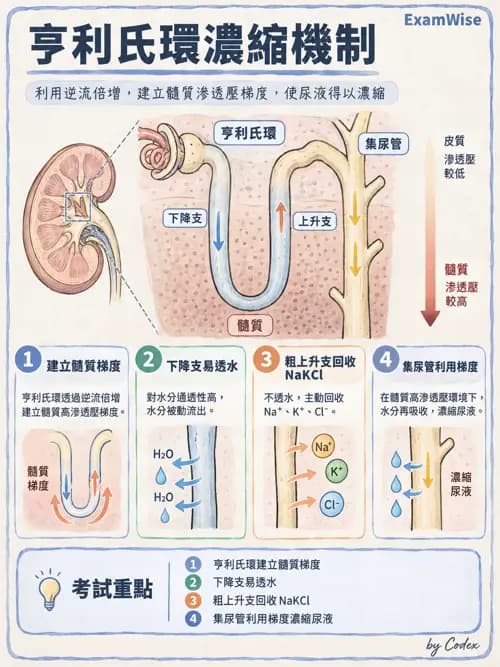 職治 - 腎臟、體液與酸鹼生理 - AI 圖文解析預覽