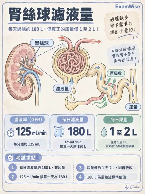 職治 - 腎臟、體液與酸鹼生理 - AI 圖文解析預覽