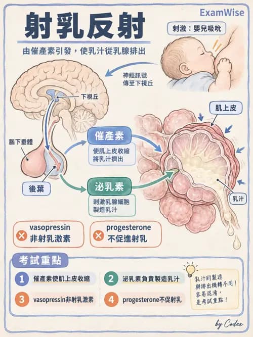 職治 - 內分泌與生殖生理 - AI 圖文解析預覽