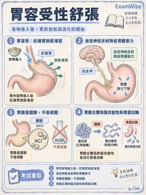 職治 - 消化與代謝生理 - AI 圖文解析預覽