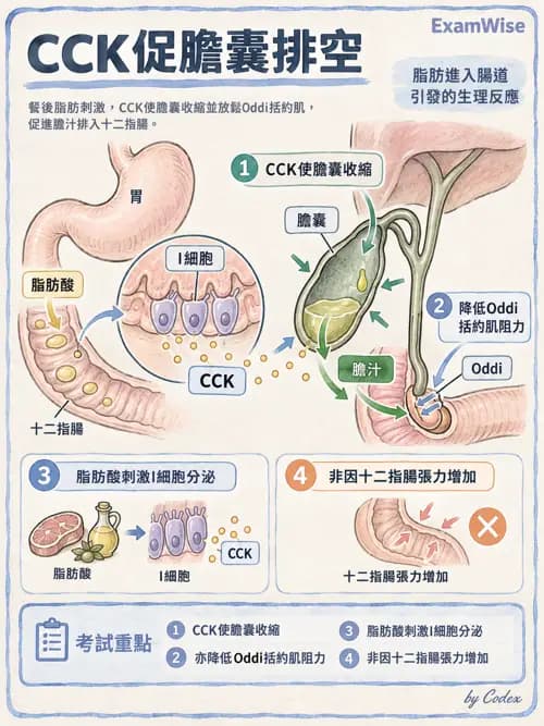 職治 - 消化與代謝生理 - AI 圖文解析預覽