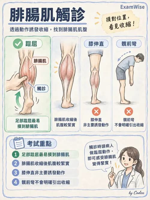 職治 - 動作功能與生物力學 - AI 圖文解析預覽