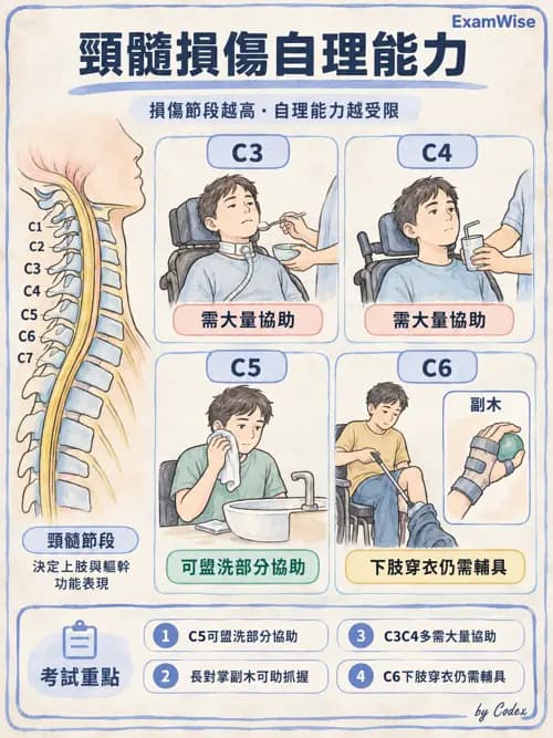 職治 - 脊髓損傷 - AI 圖文解析預覽