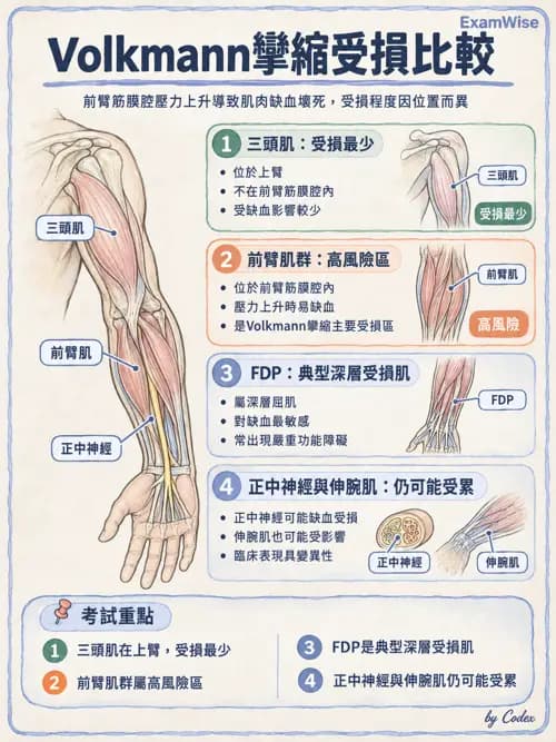 職治 - 手部與周邊神經損傷 - AI 圖文解析預覽