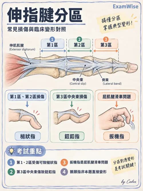 職治 - 手部與周邊神經損傷 - AI 圖文解析預覽