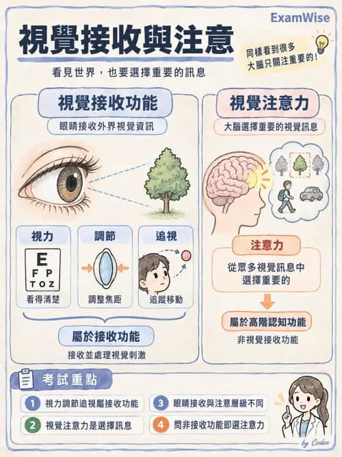 職治 - 視知覺與認知 - AI 圖文解析預覽