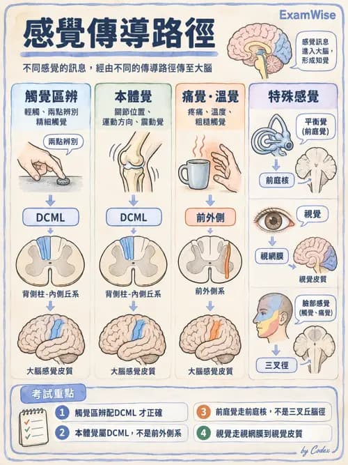 職治 - 感覺統合與感覺處理 - AI 圖文解析預覽