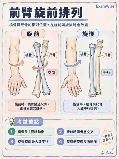 職治 - 肌動學原理與上肢 - AI 圖文解析預覽
