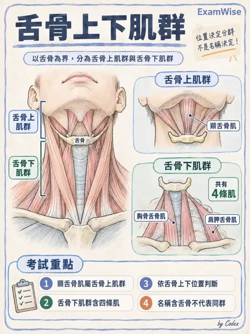 職治 - 頭頸與軀幹肌肉骨骼 - AI 圖文解析預覽