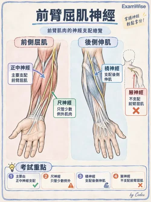 職治 - 脊神經與神經叢 - AI 圖文解析預覽
