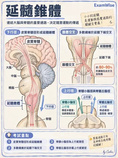 職治 - 中樞神經解剖 - AI 圖文解析預覽