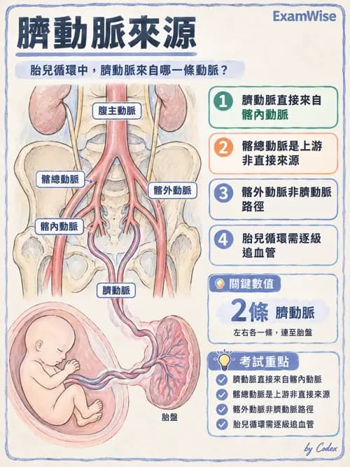 職治 - 心肺與血管解剖 - AI 圖文解析預覽