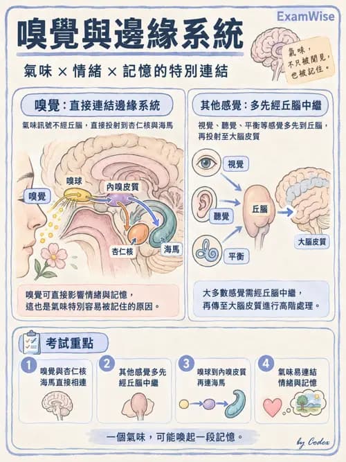 職治 - 中樞神經解剖 - AI 圖文解析預覽