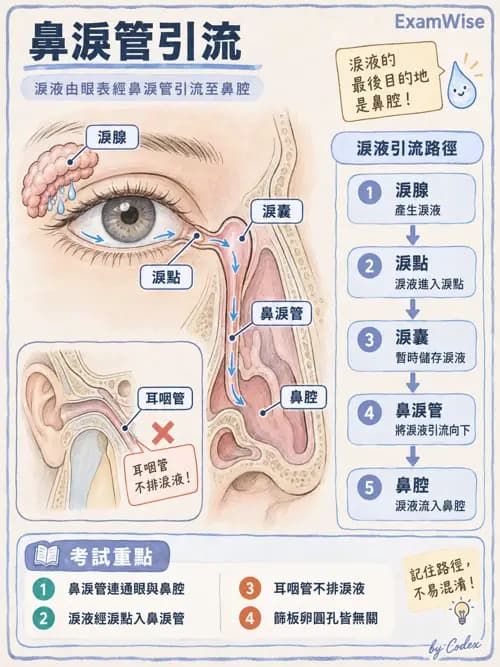 職治 - 感覺器官解剖 - AI 圖文解析預覽