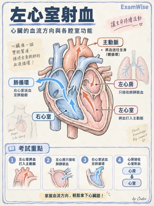 職治 - 心肺與血管解剖 - AI 圖文解析預覽