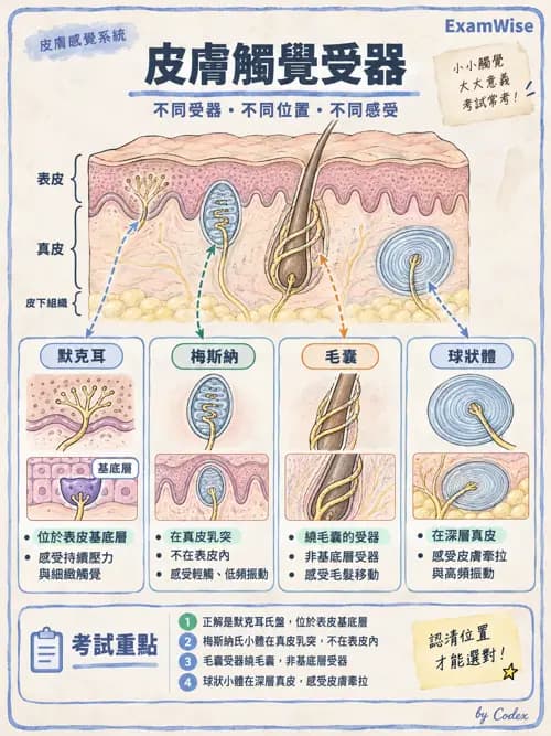 職治 - 感覺器官解剖 - AI 圖文解析預覽