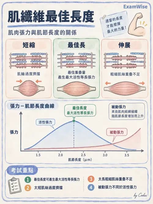 職治 - 肌肉與骨骼生理 - AI 圖文解析預覽