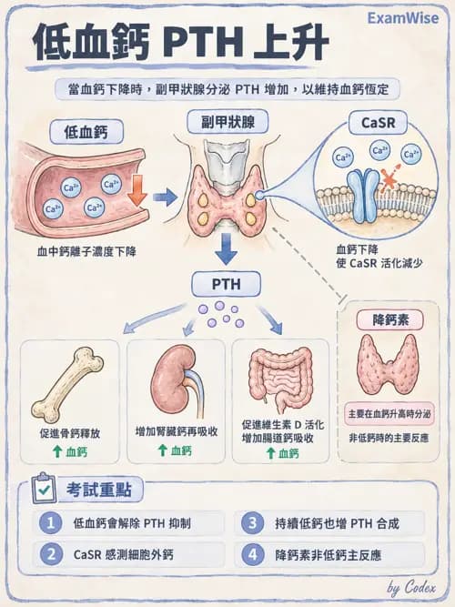 職治 - 內分泌與生殖生理 - AI 圖文解析預覽