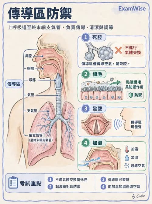 職治 - 呼吸生理 - AI 圖文解析預覽