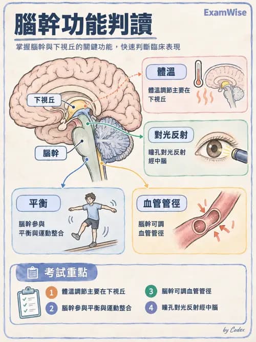 職治 - 神經整合與高級腦功能 - AI 圖文解析預覽