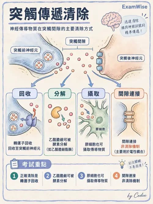 職治 - 神經元與自主神經生理 - AI 圖文解析預覽