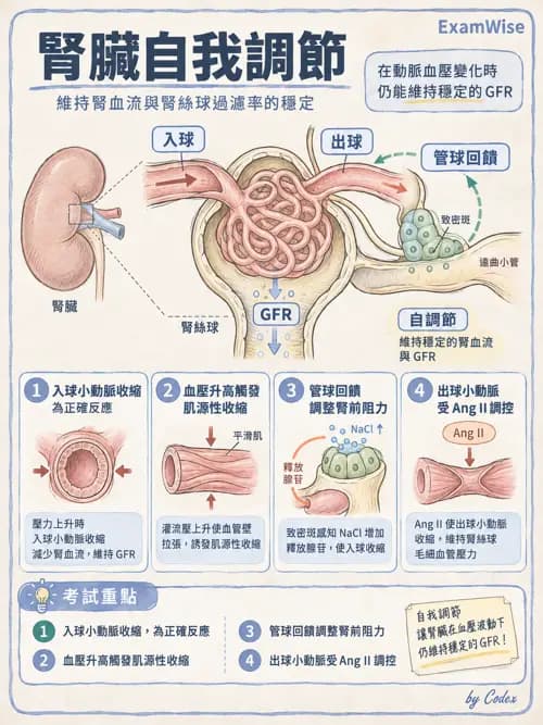 職治 - 腎臟、體液與酸鹼生理 - AI 圖文解析預覽