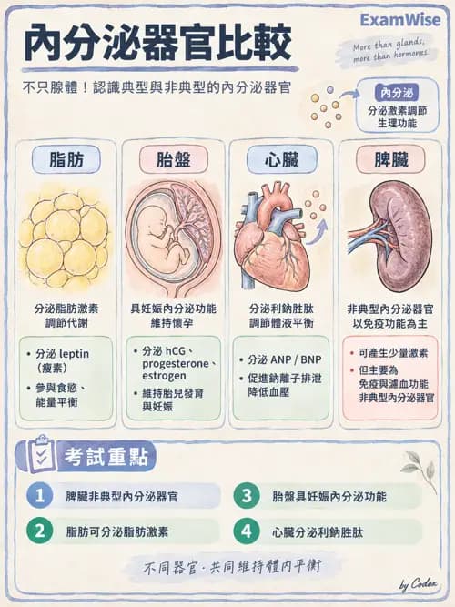 職治 - 內分泌與生殖生理 - AI 圖文解析預覽