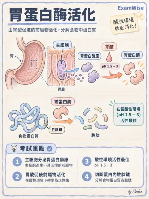 職治 - 消化與代謝生理 - AI 圖文解析預覽