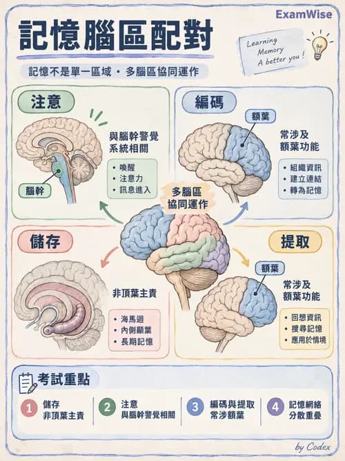 職治 - 認知評估與介入 - AI 圖文解析預覽