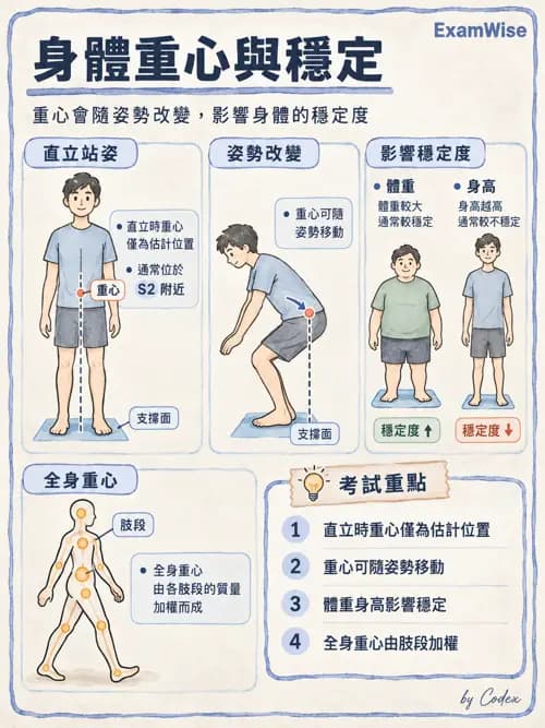 職治 - 脊椎、下肢與姿勢控制 - AI 圖文解析預覽