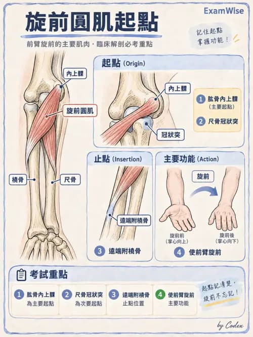 職治 - 四肢肌肉骨骼 - AI 圖文解析預覽