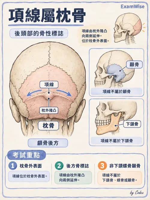 職治 - 頭頸與軀幹肌肉骨骼 - AI 圖文解析預覽