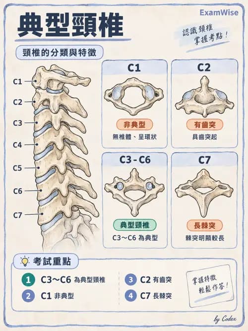 職治 - 頭頸與軀幹肌肉骨骼 - AI 圖文解析預覽