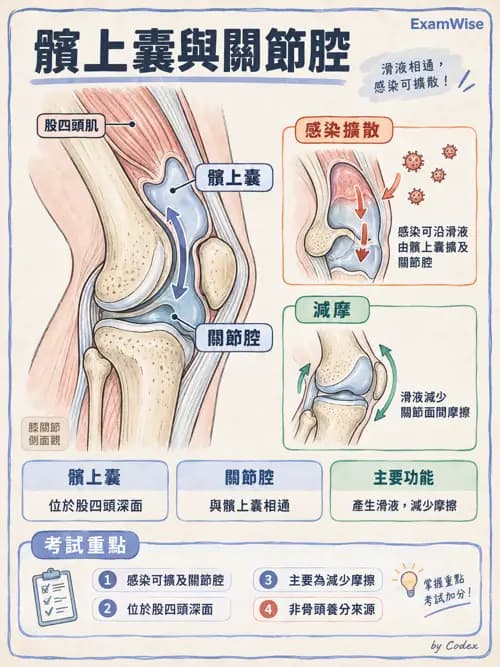 職治 - 四肢肌肉骨骼 - AI 圖文解析預覽