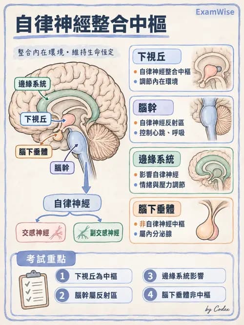 職治 - 中樞神經解剖 - AI 圖文解析預覽