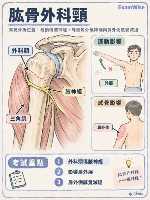 職治 - 脊神經與神經叢 - AI 圖文解析預覽