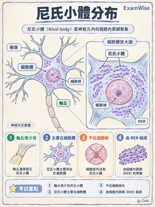 職治 - 基本組織、神經組織與發生學 - AI 圖文解析預覽