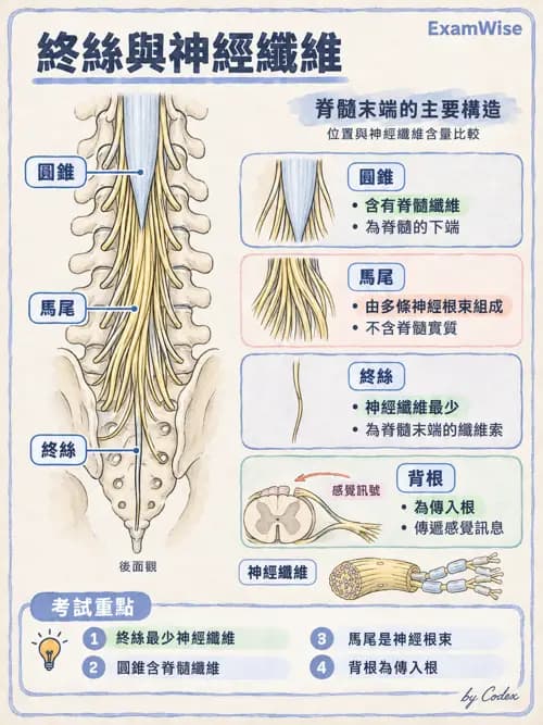 職治 - 中樞神經解剖 - AI 圖文解析預覽