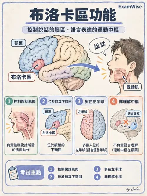 職治 - 中樞神經解剖 - AI 圖文解析預覽