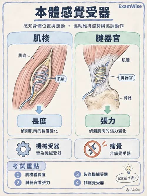 職治 - 感覺器官解剖 - AI 圖文解析預覽