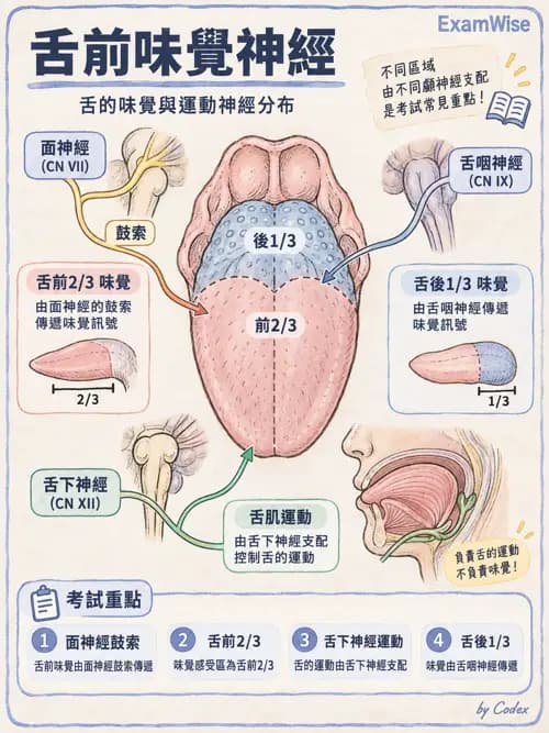 職治 - 腦神經與自主神經解剖 - AI 圖文解析預覽