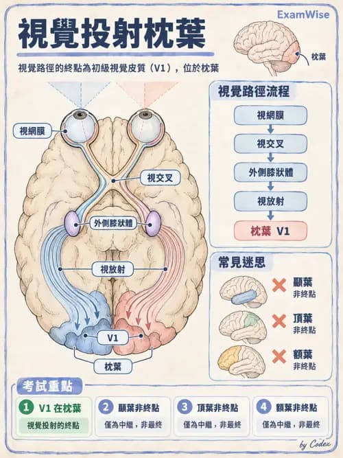 職治 - 中樞神經解剖 - AI 圖文解析預覽